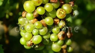 成熟的葡萄和成熟的葡萄栽培，白葡萄酒和普通的<strong>绿</strong>色瓶子飞露西莉亚绢云母吹蝇或吹蝇